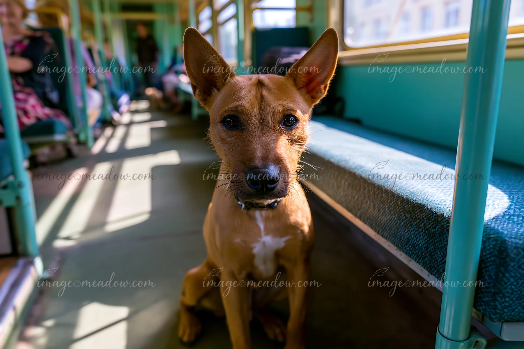 A rare dog breed is sitting on a train, looking at the camera.