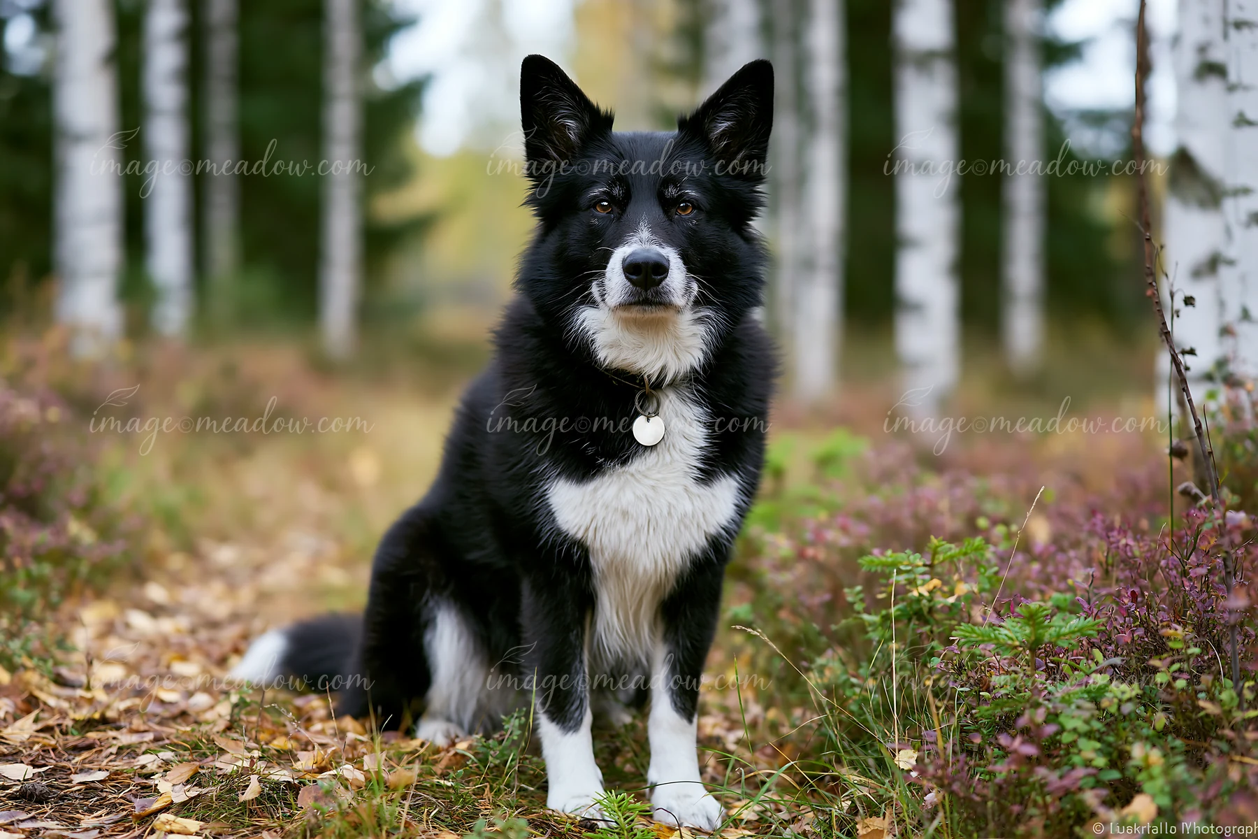 A rare dog breed looking at camera sits on the ground in a forest surrounded by trees and colorful foliage.