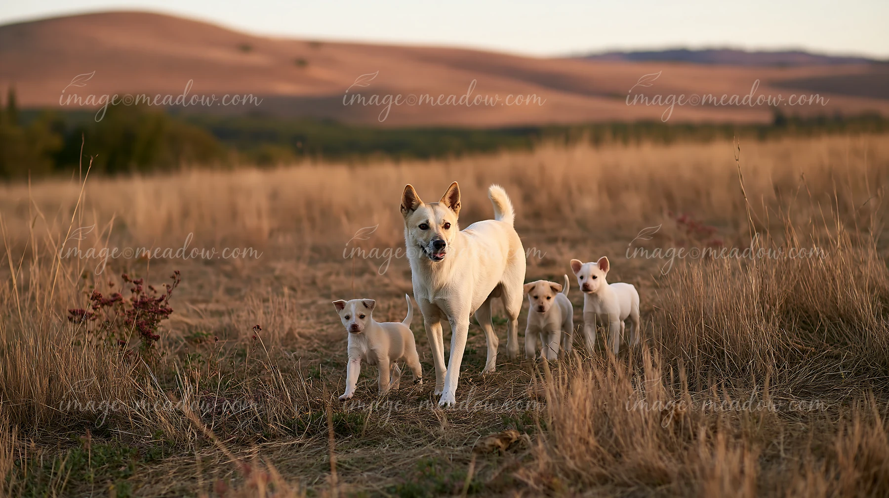 A rare dog breed mother stands in an open field with her four puppies playing and exploring their surroundings.