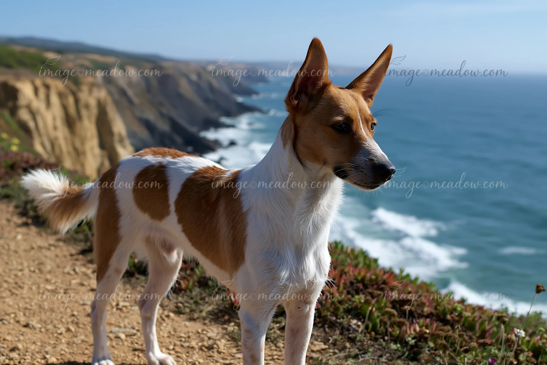 A rare dog breed near seaside stands on a cliff with ocean views.