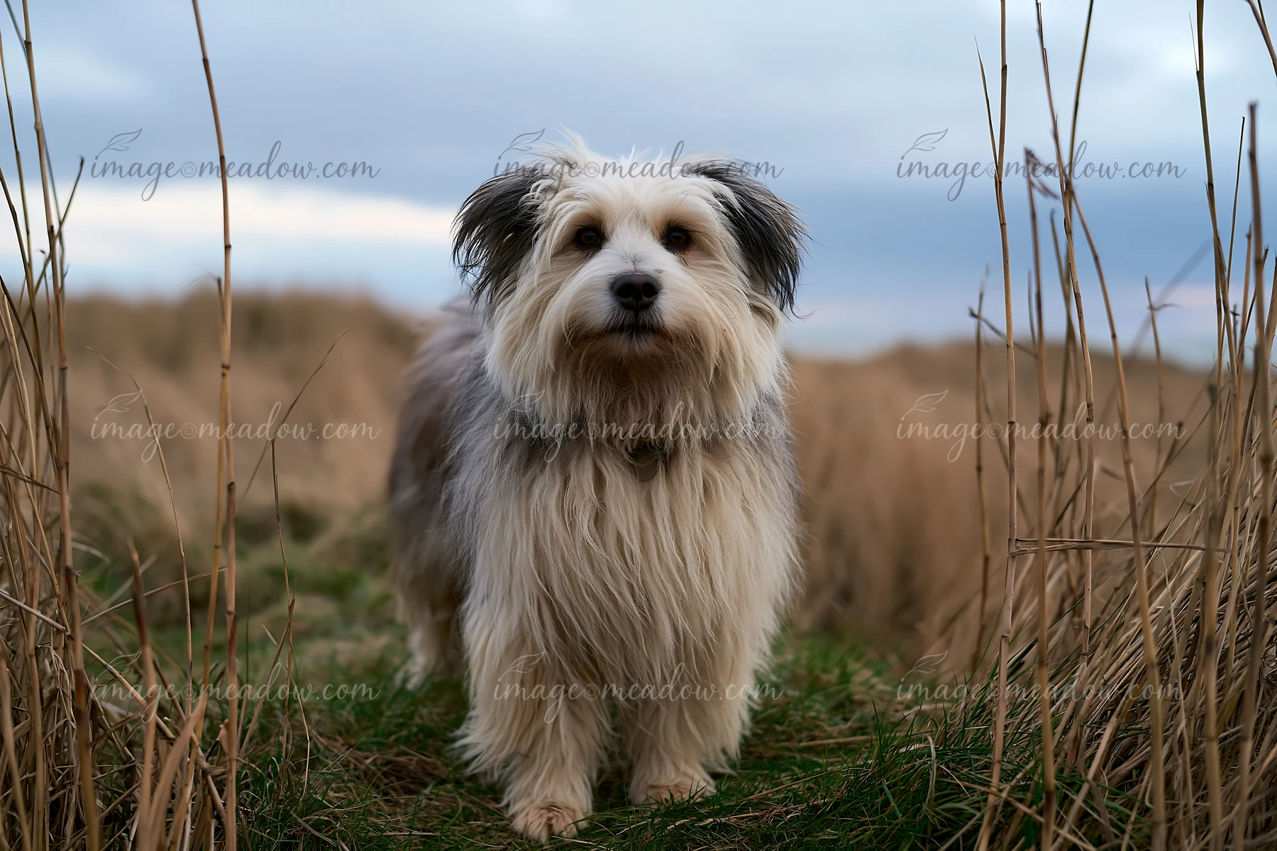 A rare dog breed near seaside stands on grass surrounded by tall brown grass, creating a natural setting.