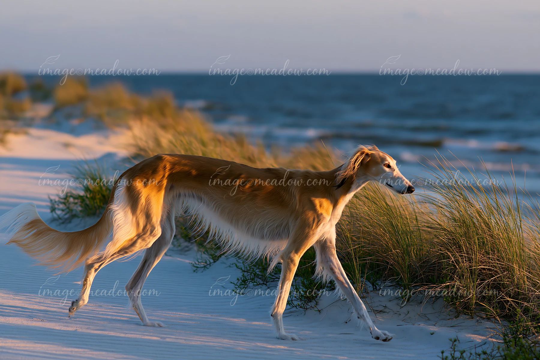 A rare dog breed near seaside walks along a sandy beach with grass in the background during sunset.