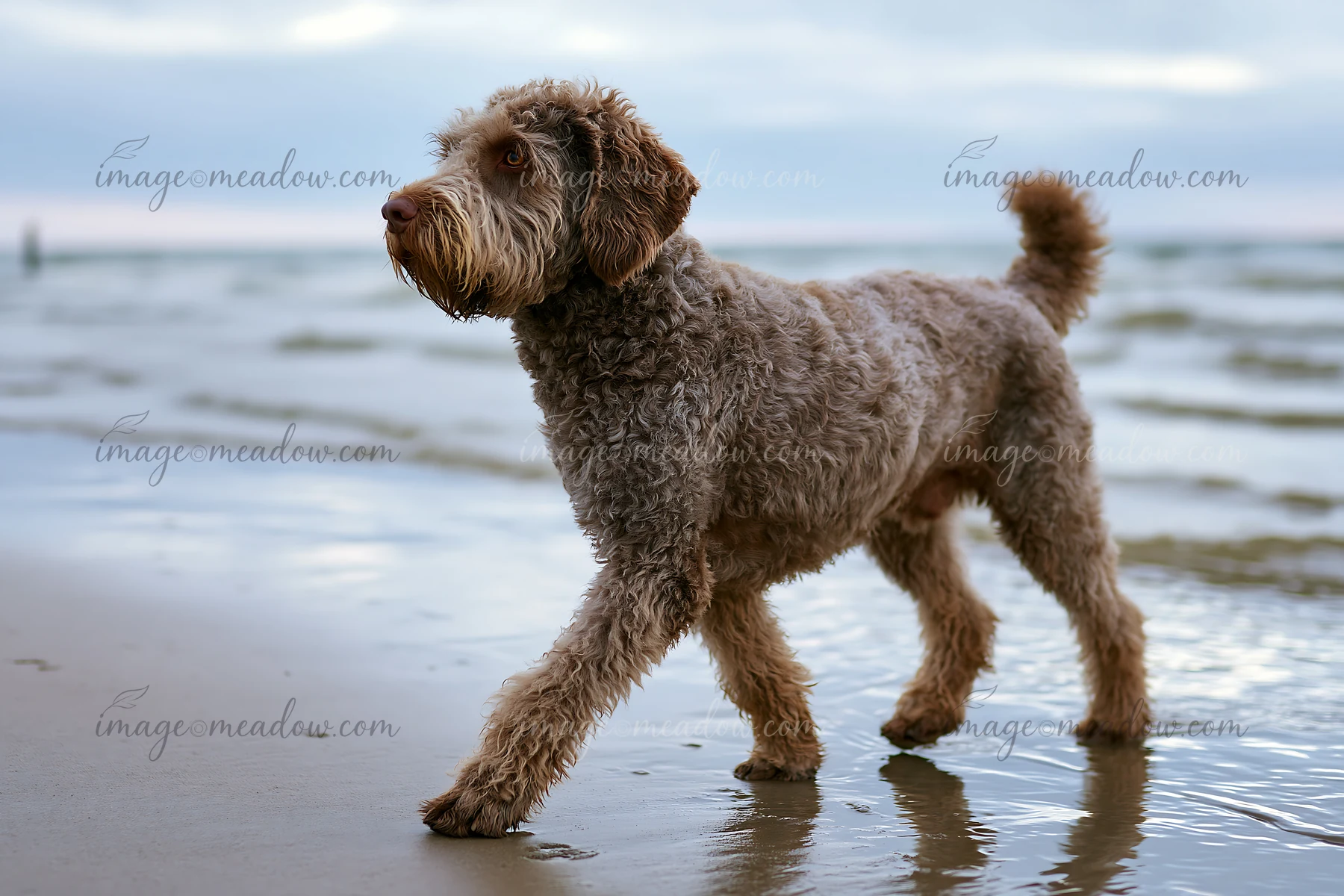 A rare dog breed near seaside walks along the wet sand during low tide.