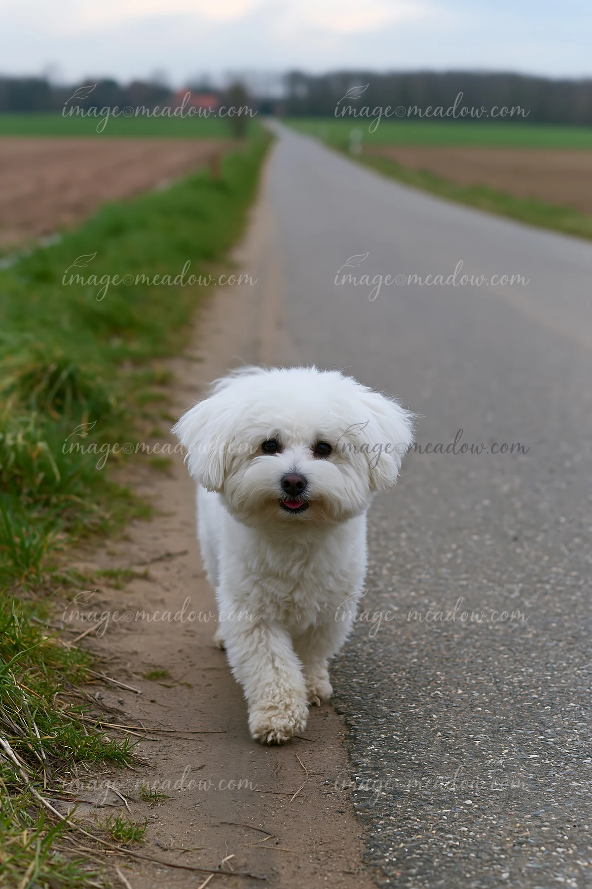 A rare dog breed on rural road strolls along a path with green grass on one side and open fields on the other.