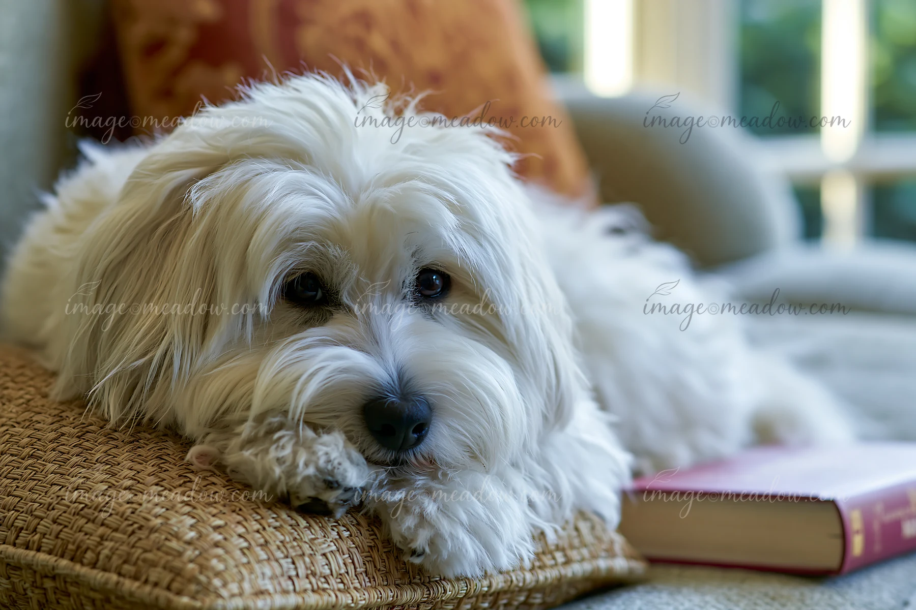 A rare dog breed on sofa at home rests comfortably with a book beside it.