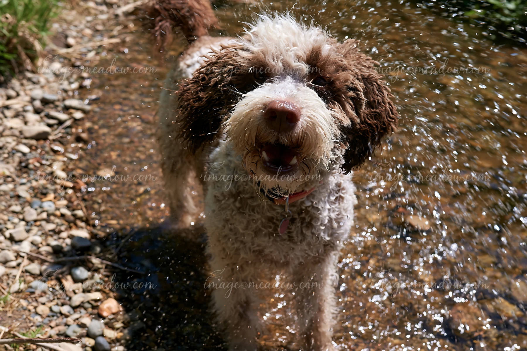 A rare dog breed photographed from above enjoys playing in shallow water by a stream.