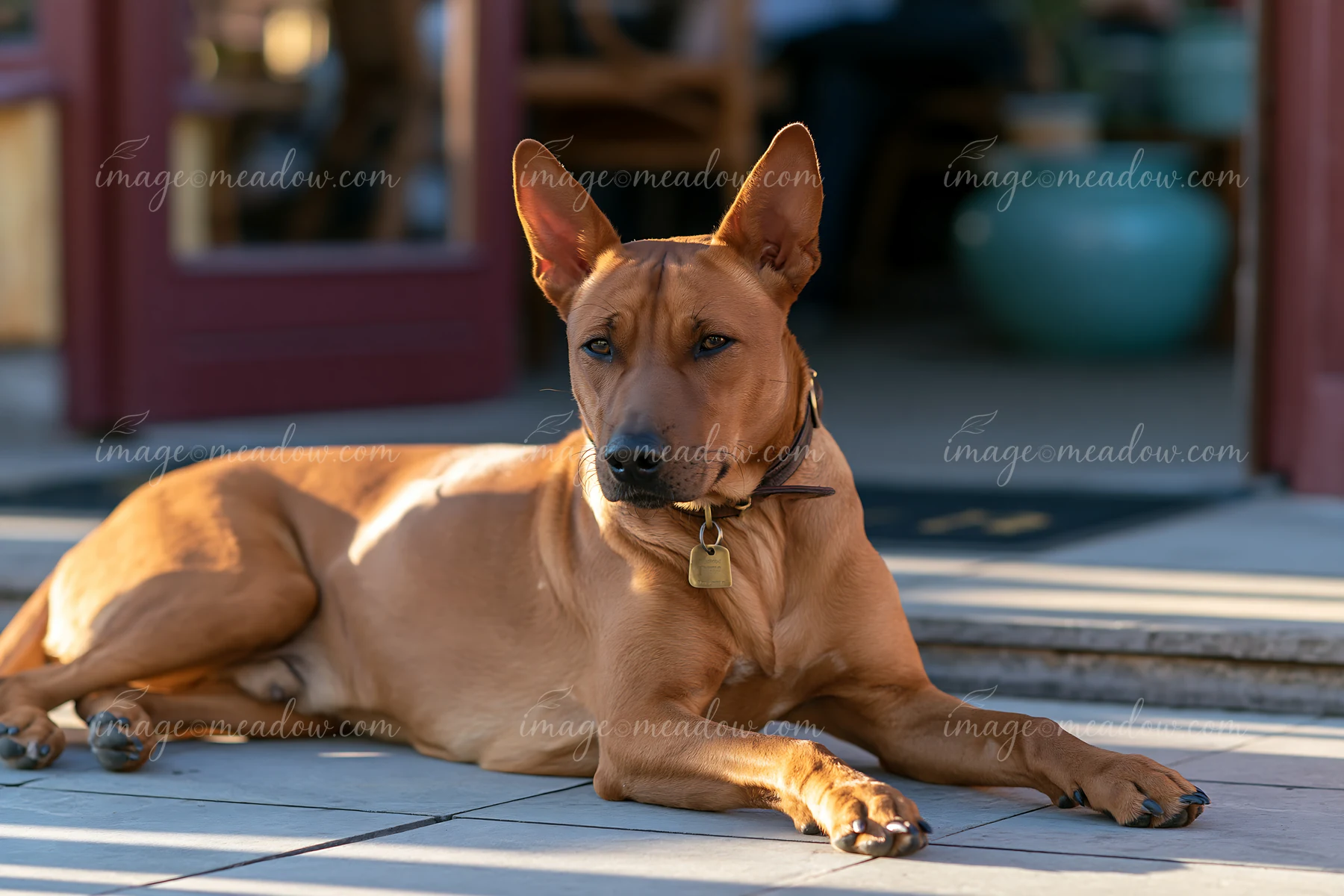 A rare dog breed relaxes in front of an outdoor café, enjoying the sunny weather.