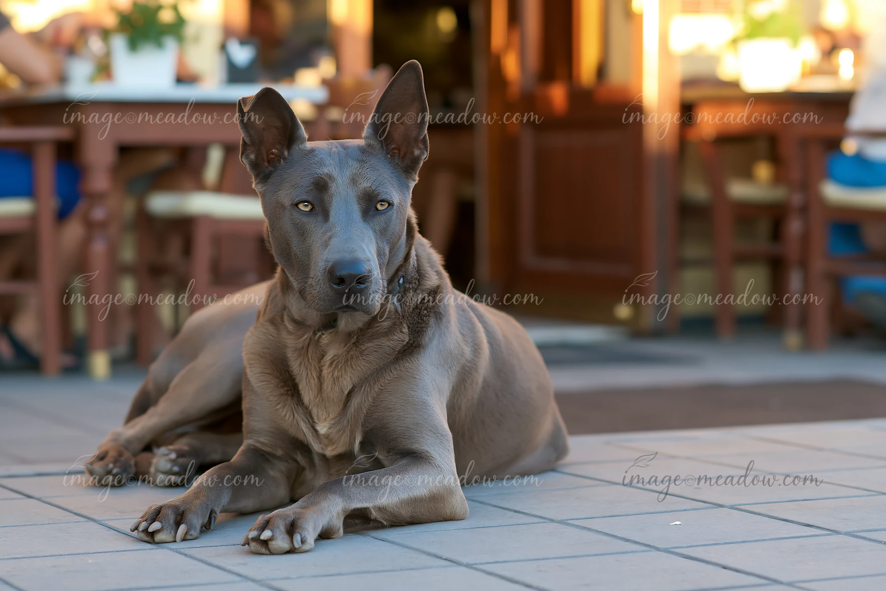 A rare dog breed relaxes on the pavement of an outdoor café while people enjoy their time at tables nearby.