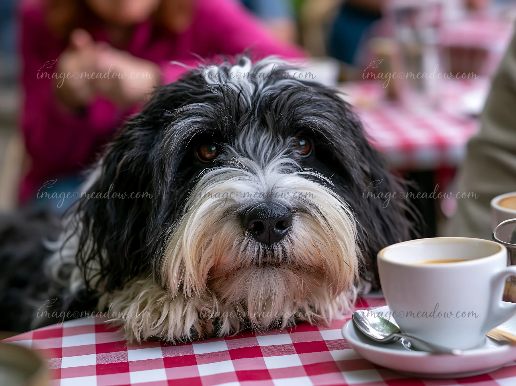 A rare dog breed sits at an outdoor café, resting its head on the table near a cup of coffee.