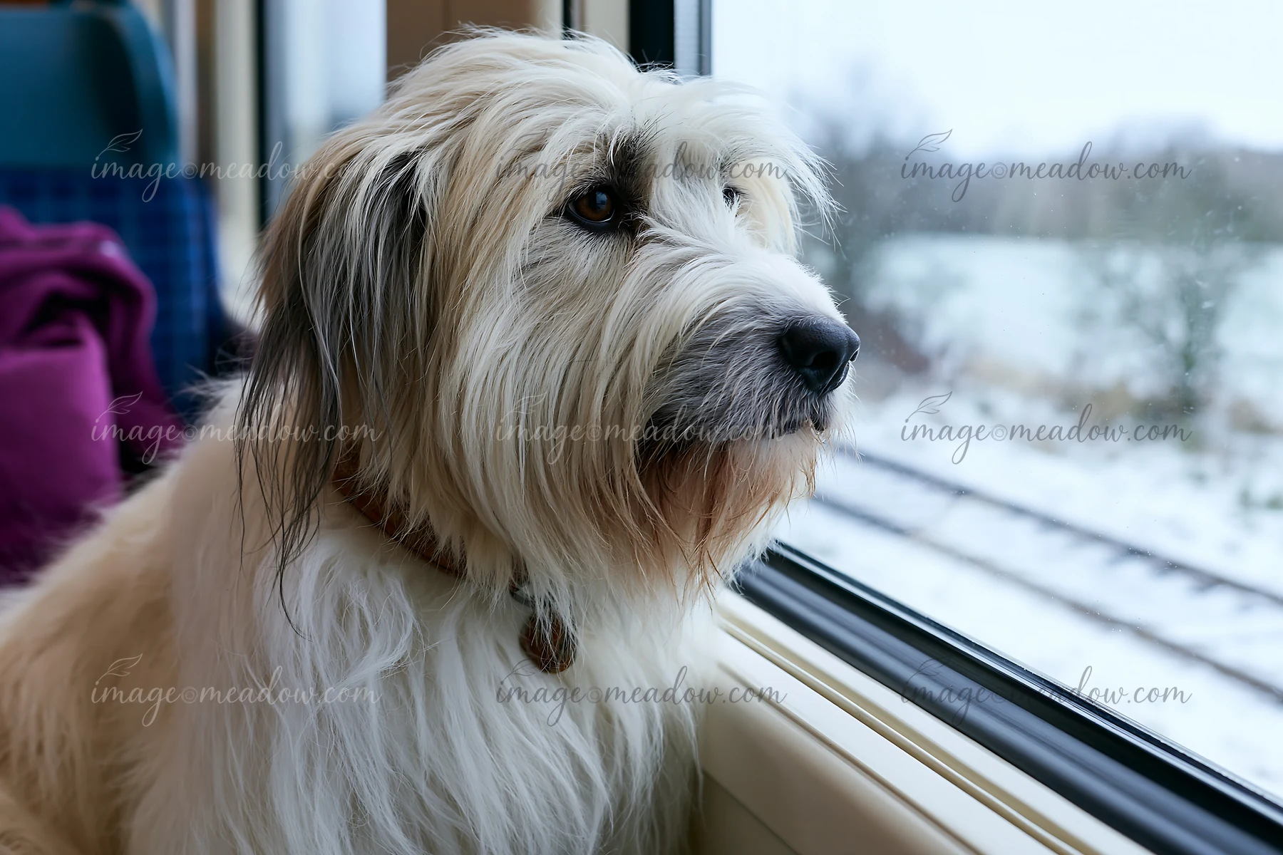 A rare dog breed sits by the window of a train, gazing at the snowy landscape outside.