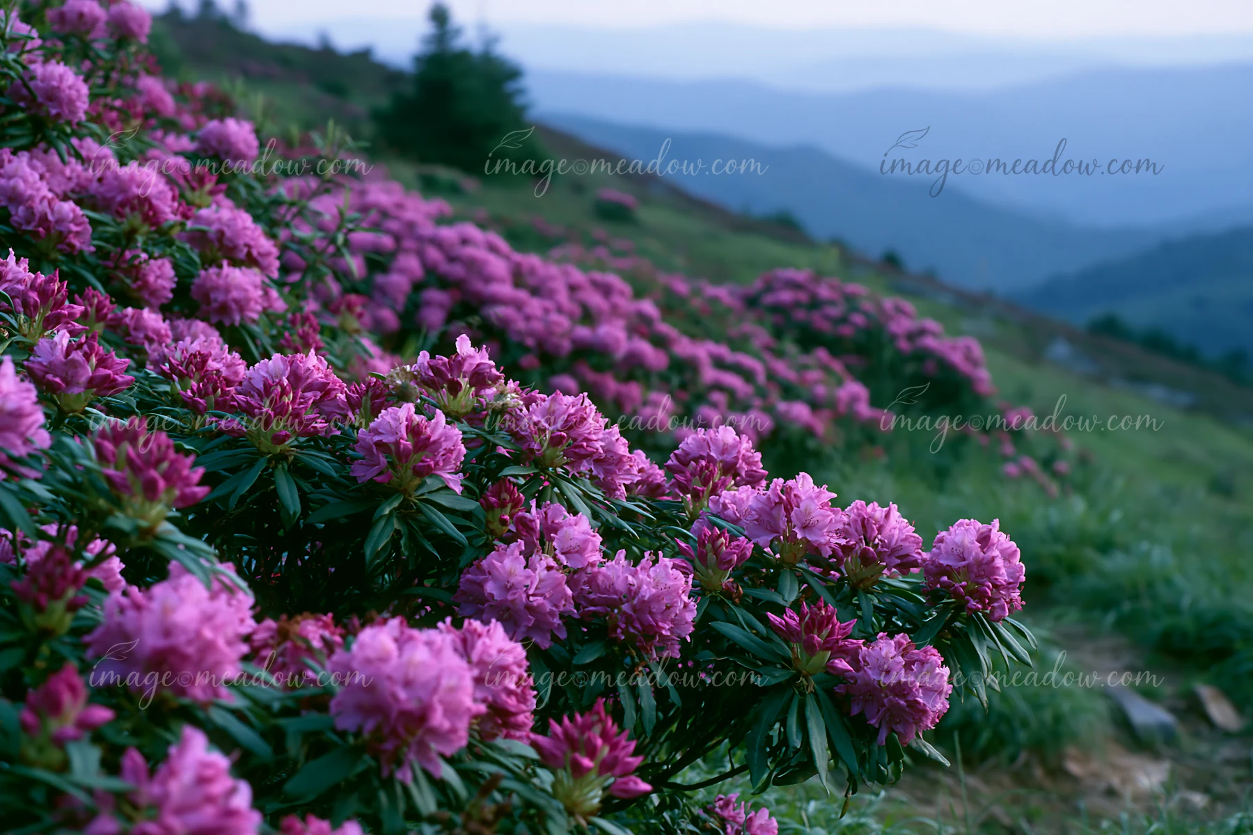 A rare dog breed stands on a rural road surrounded by pink flowers and green grass.