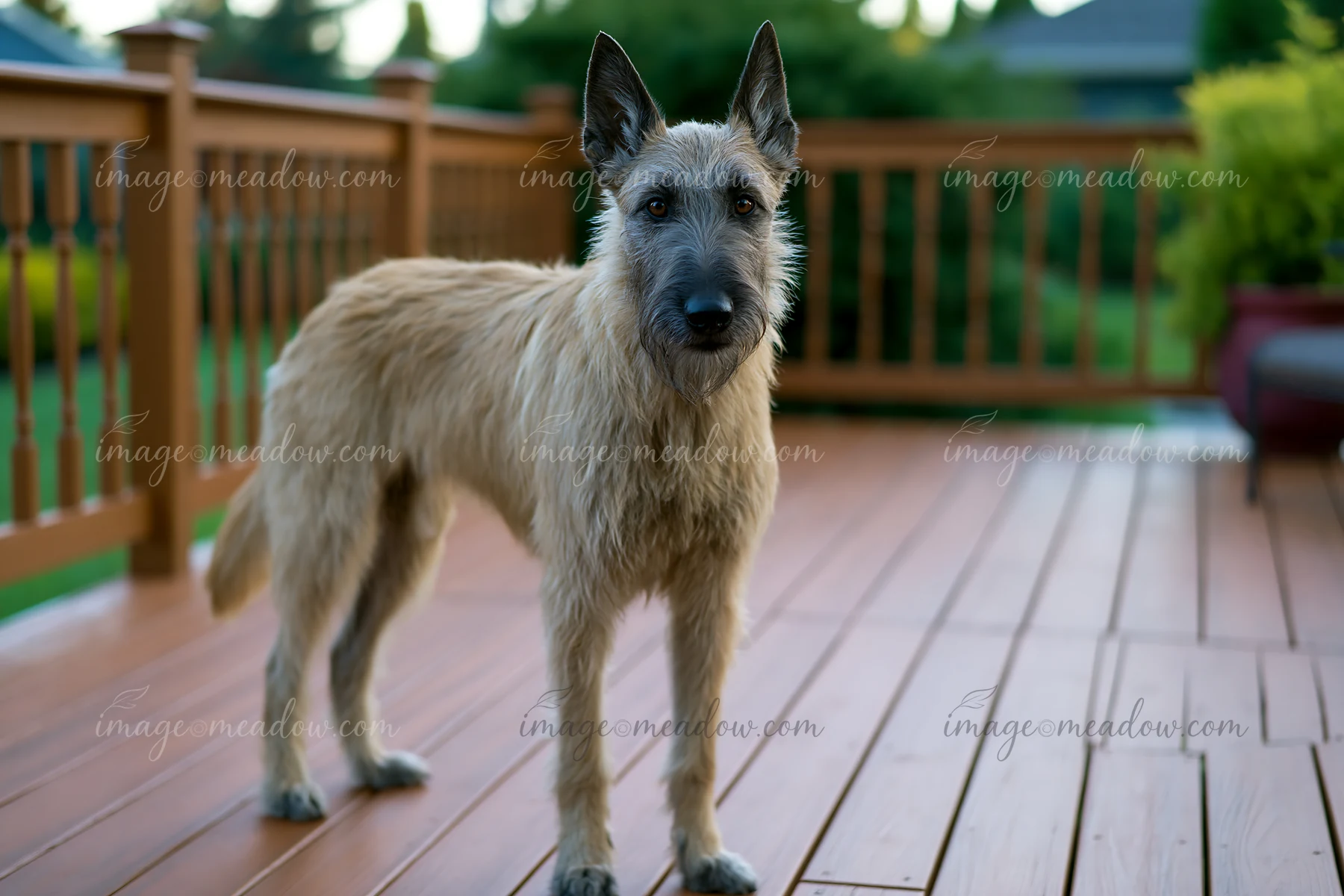 A rare dog breed stands on a wooden deck during an obedience training session in a residential backyard.