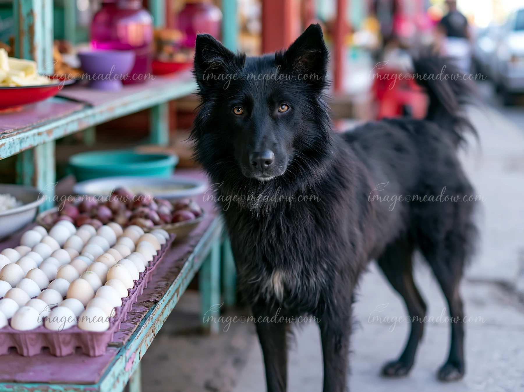 A rare dog breed visits a farmers market, standing by a stall filled with fresh eggs and fruits.