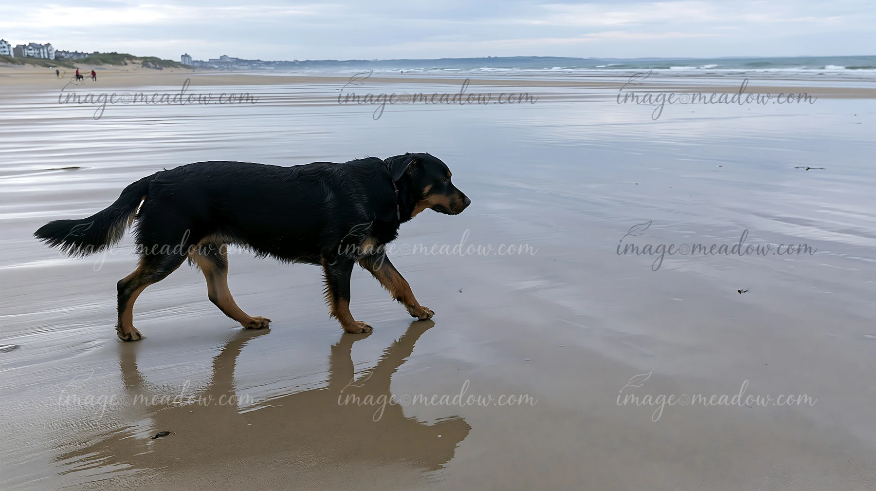 A rare dog breed walks along the wet sand near the seaside as the tide recedes.
