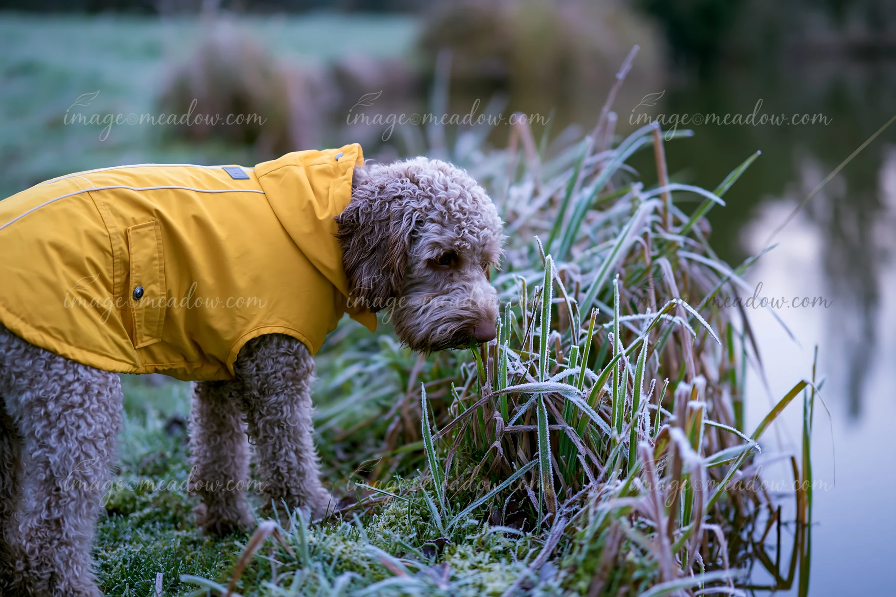A rare dog breed wearing winter coat stands near water and looks at the grass with frost on it.