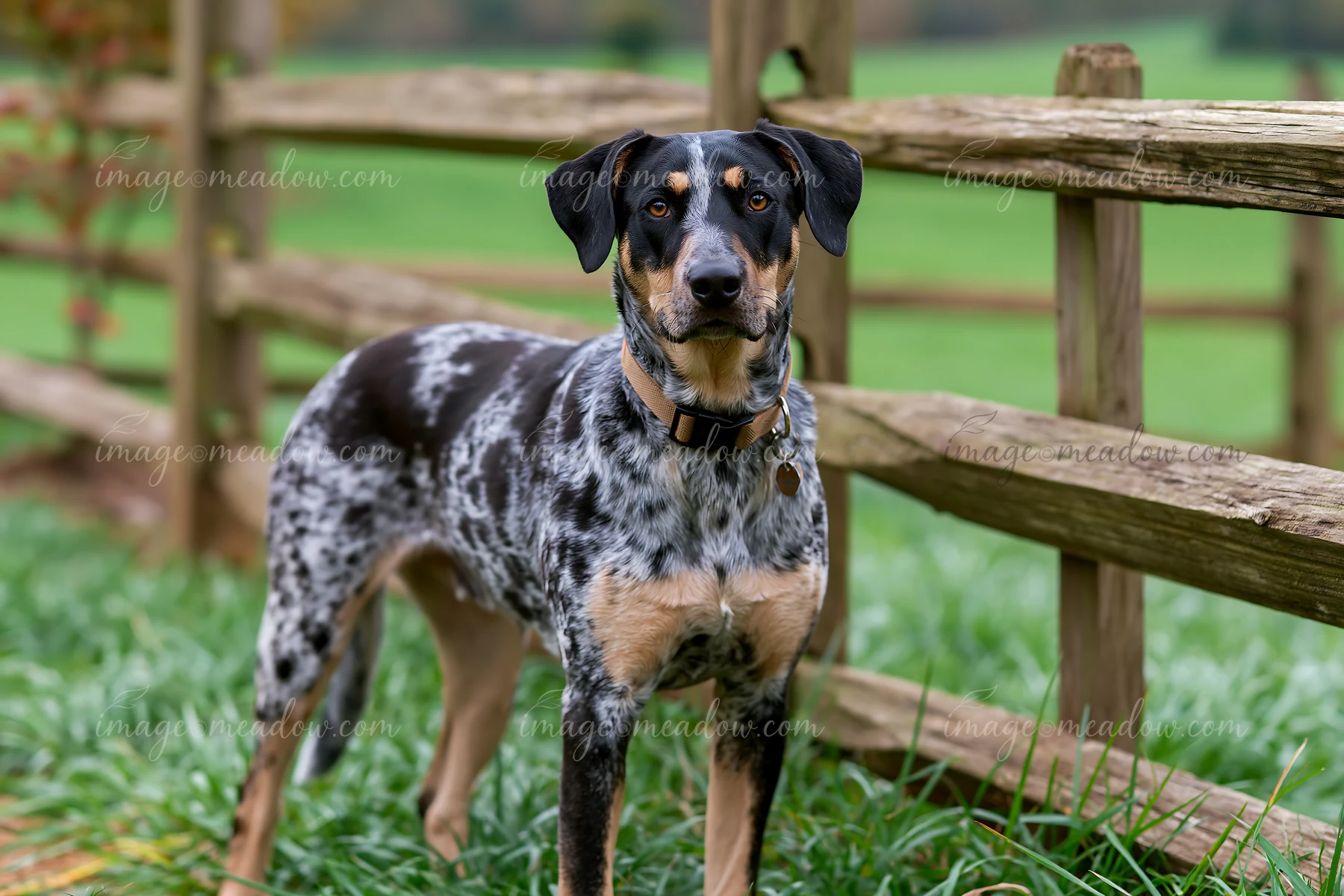 A rare dog breed with a spotted coat stands beside a wooden fence in a grassy area.