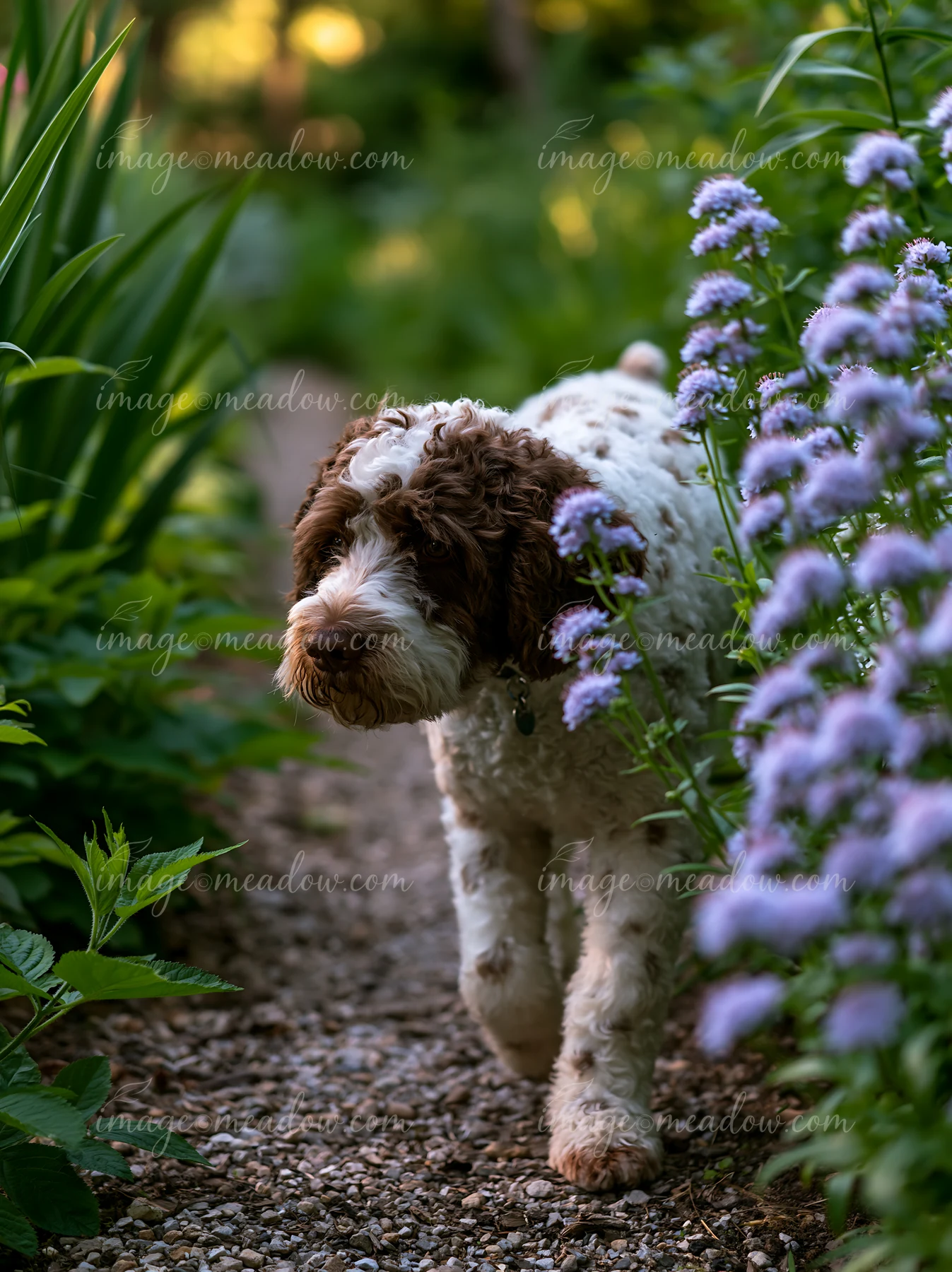 A rare dog breed with a spotted coat walks along a garden path surrounded by green plants and purple flowers in the late afternoon light.