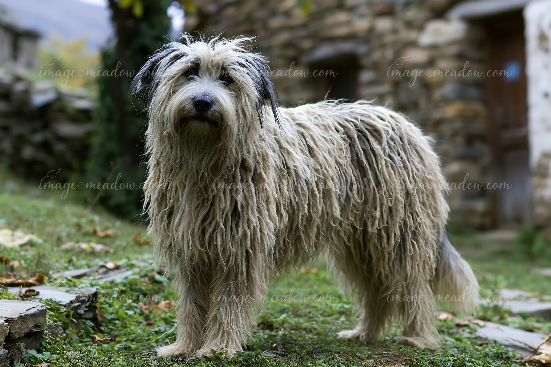 A rare dog breed with unusual coat texture stands on green grass near a stone building.