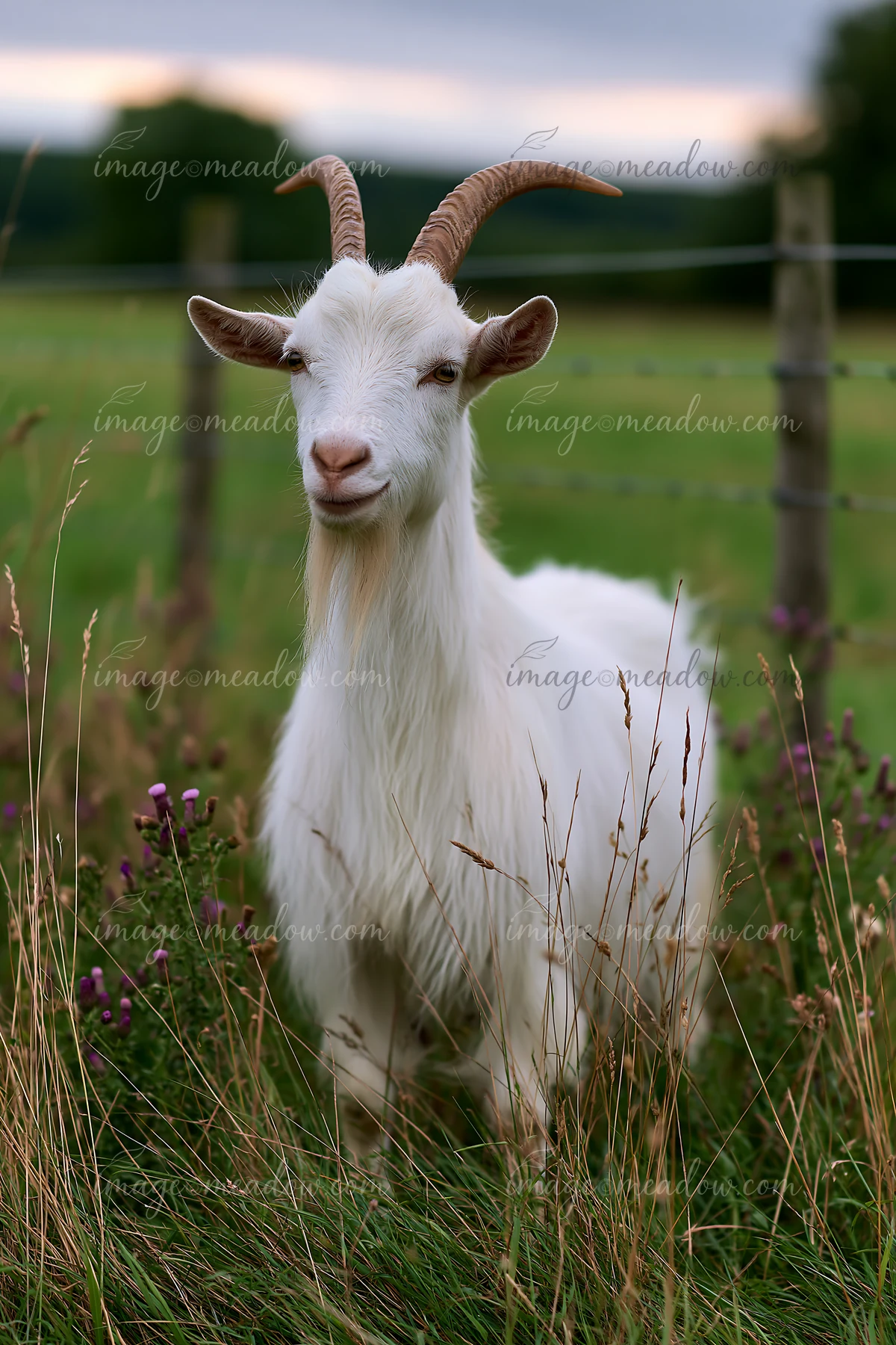 A rare rare-breed goat stands in a green field surrounded by tall grass and flowers on a farm.