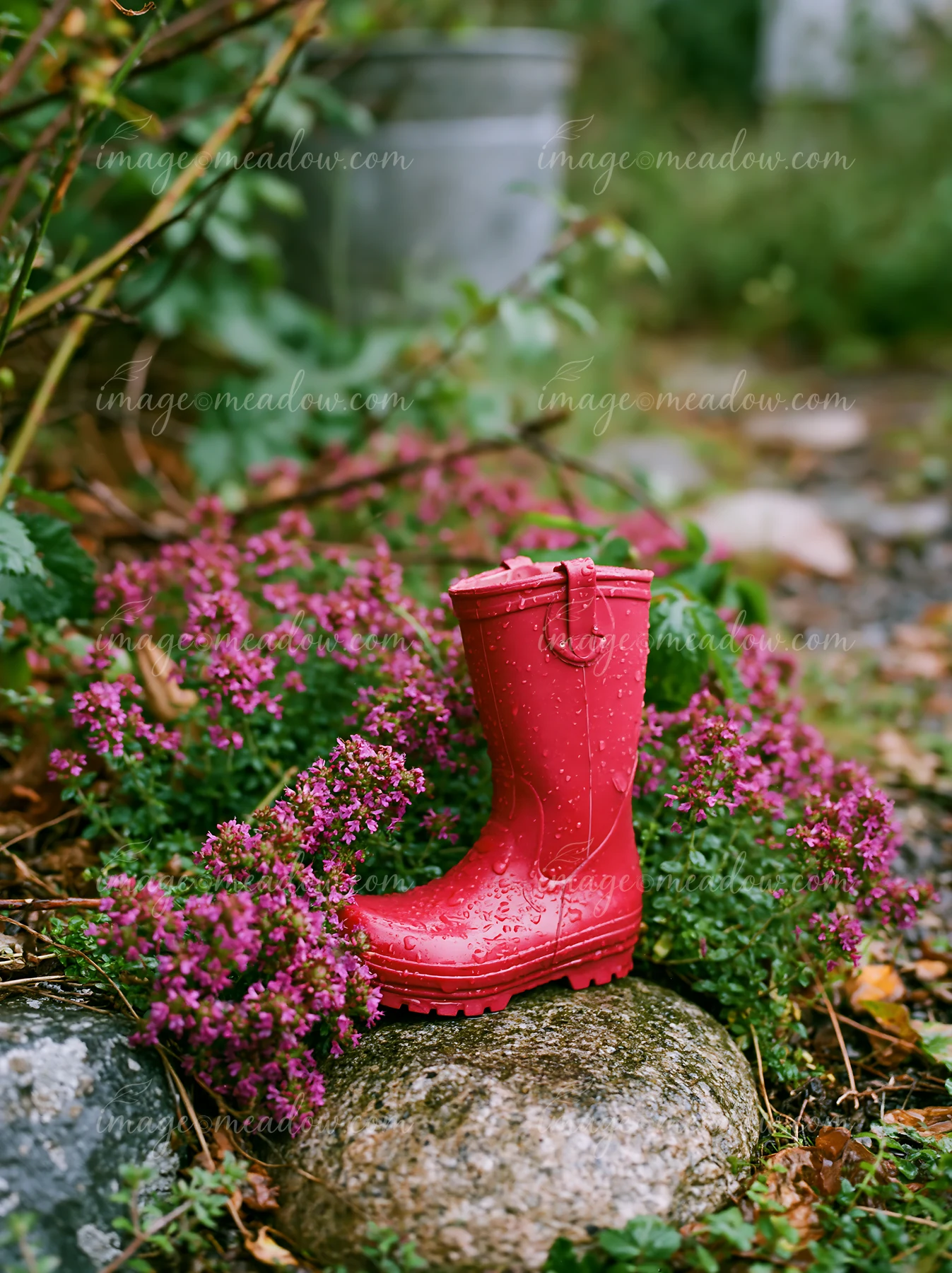 A red rain boot stands on a stone, surrounded by thyme flowers between stones in a garden.