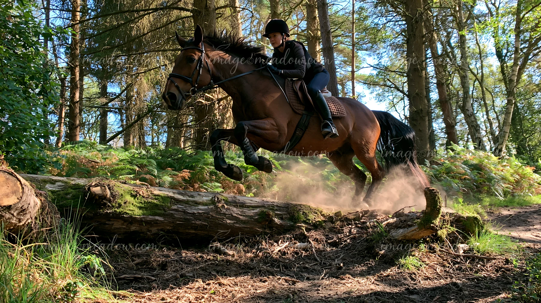 A rider guides a horse jumping over a log in a wooded area.