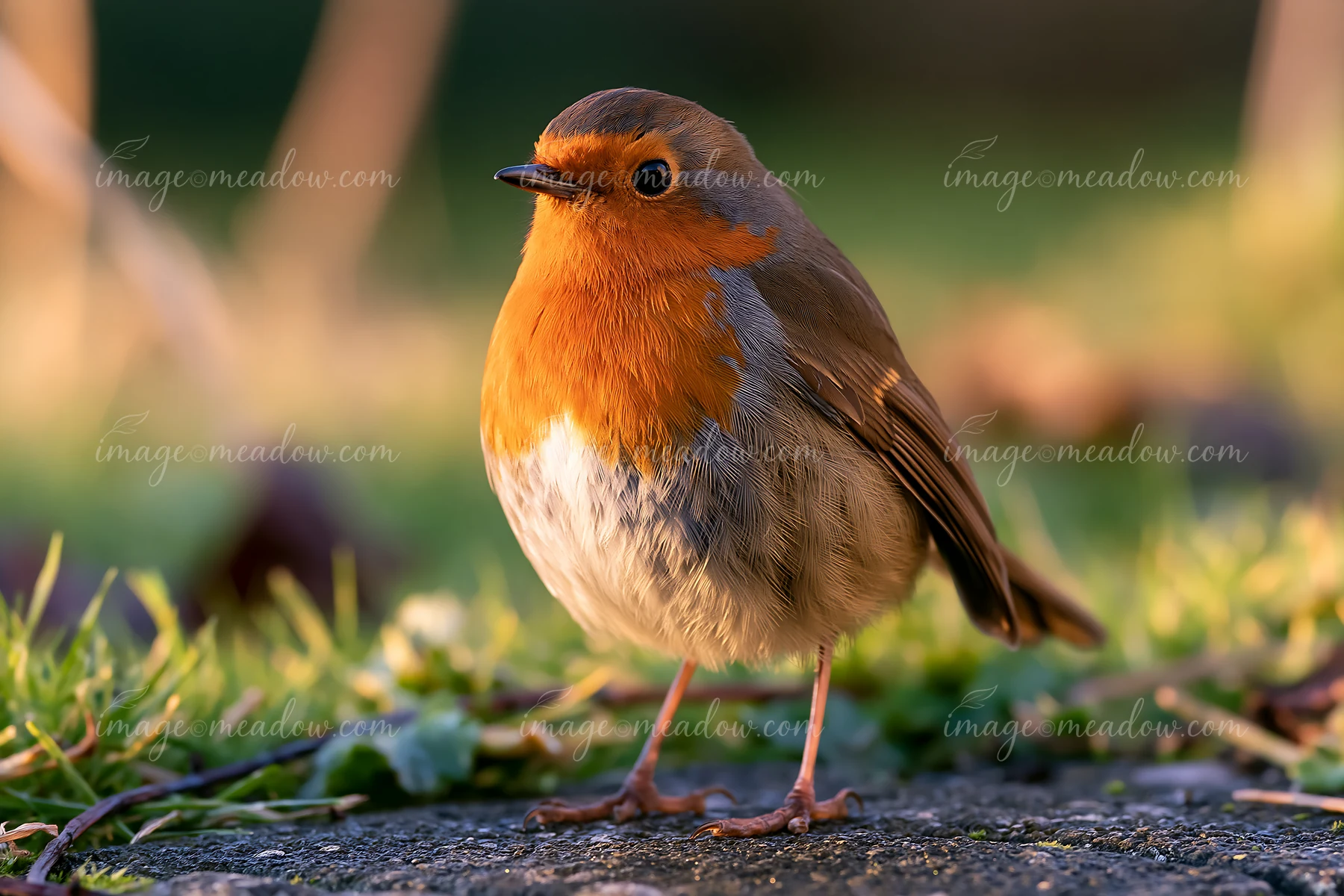 A robin stands on the ground in an urban meadow among buildings, surrounded by green grass and blurred structures in the background, capturing the contrast betw