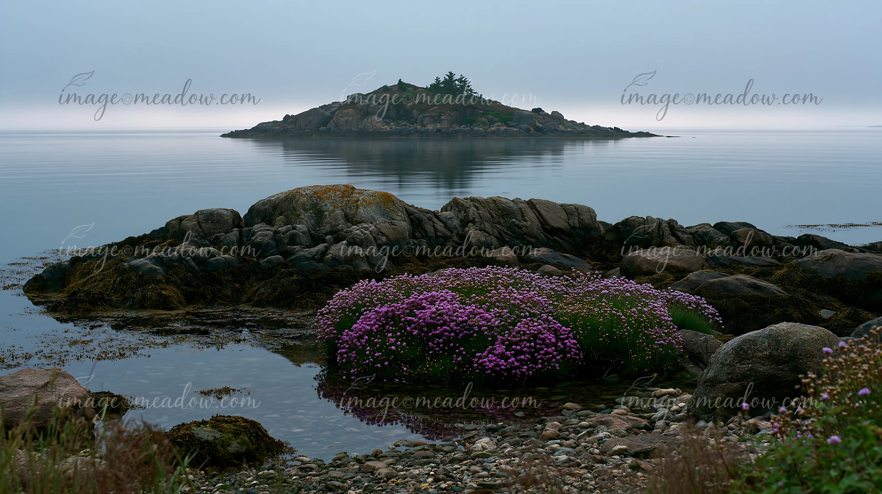 A rocky island appears surrounded by still waters, featuring vibrant sea lavender in the foreground.