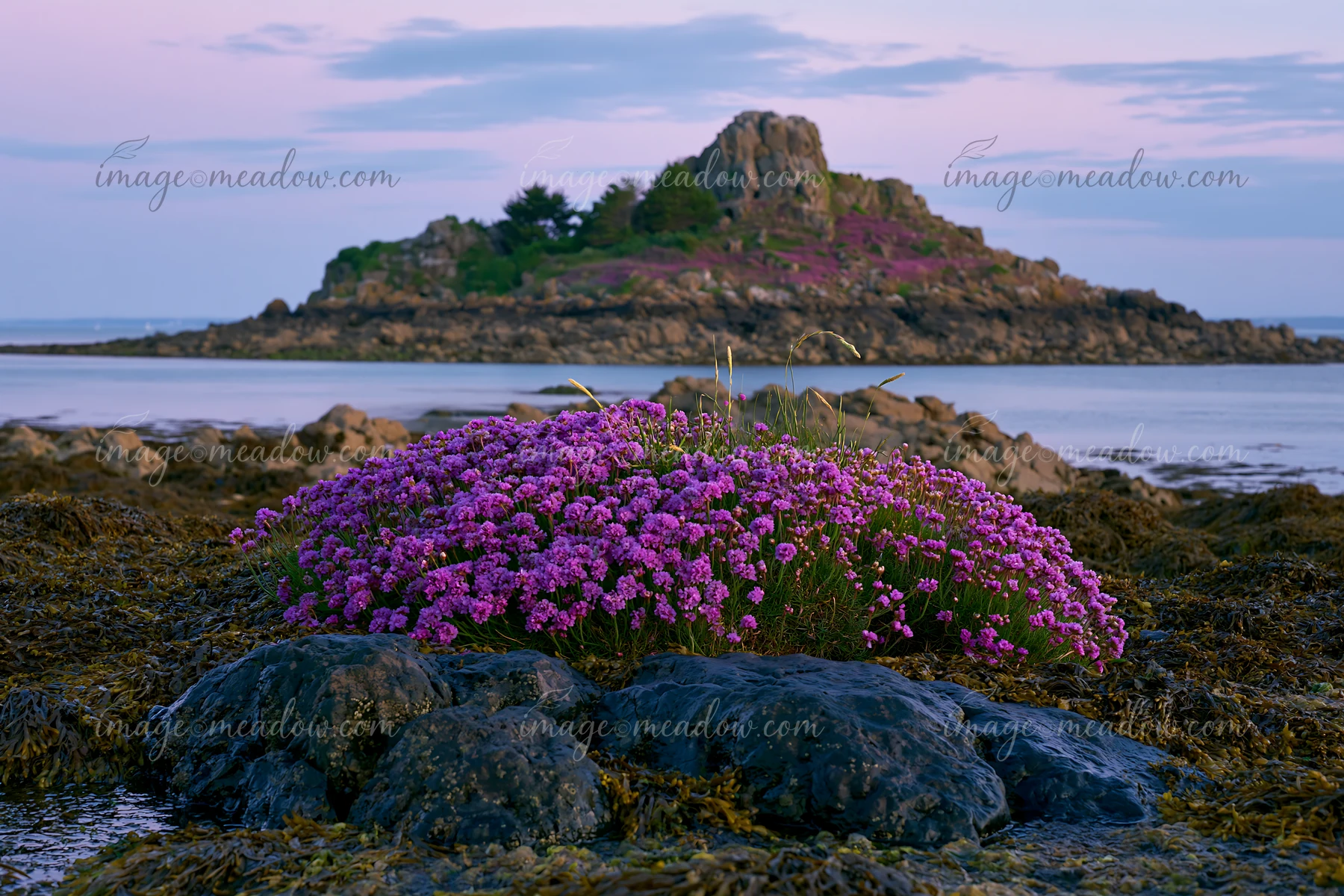 A rocky island features vibrant sea lavender among coastal rocks at low tide.