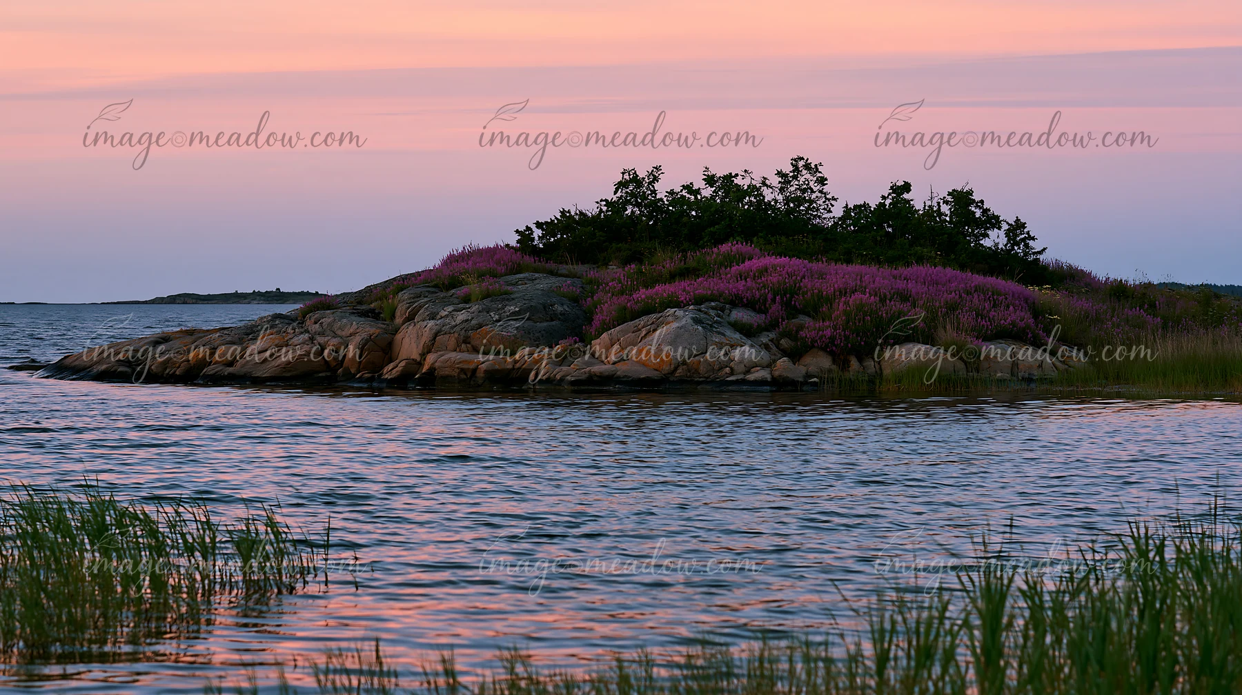 A rocky island is surrounded by water and features sea lavender growing on its surface, set against a colorful sunset with pink and purple hues in the sky.
