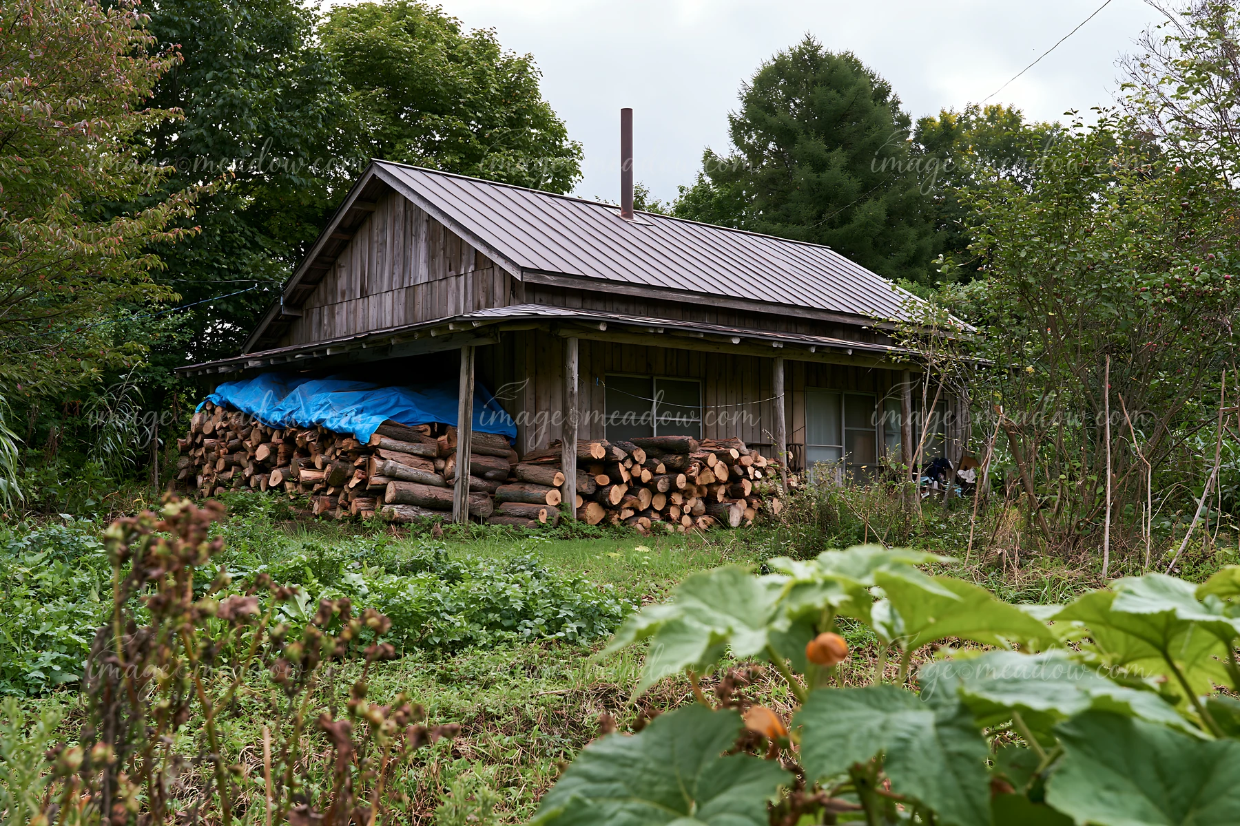 A rural cottage sits surrounded by greenery, with a stack of firewood parked beside it.
