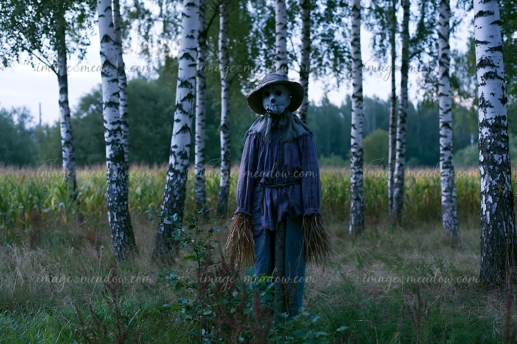 A rustic scarecrow stands in a meadow with a rustic scarecrow surrounded by birch trees, with cornfields visible in the background under a cloudy sky.