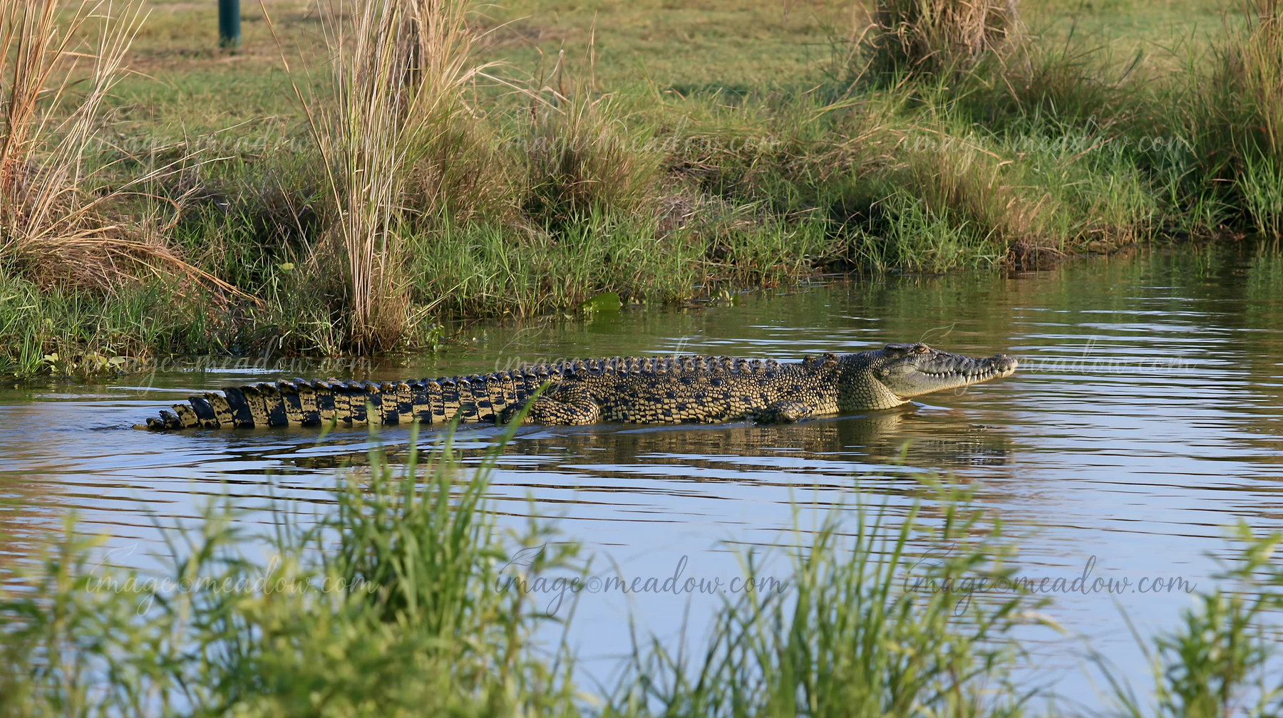 A saltwater crocodile is swimming in a wetland area of the Northern Territory.