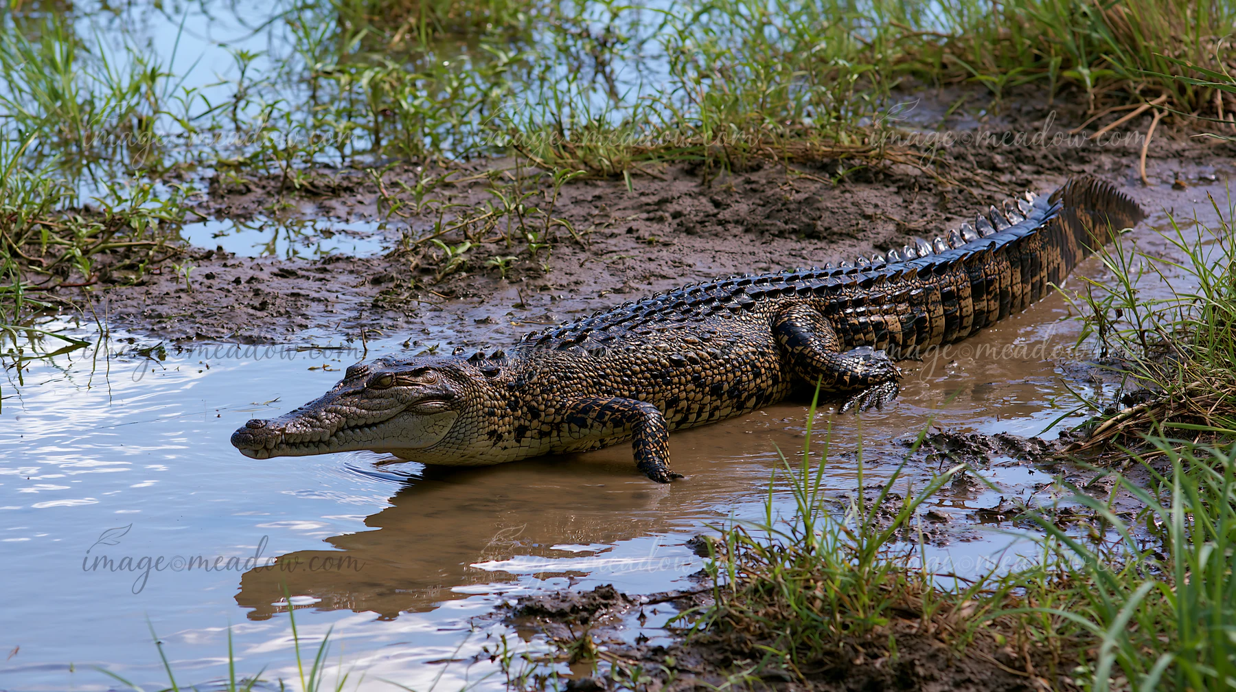 A saltwater crocodile rests by the water in a wetland area of the Northern Territory.