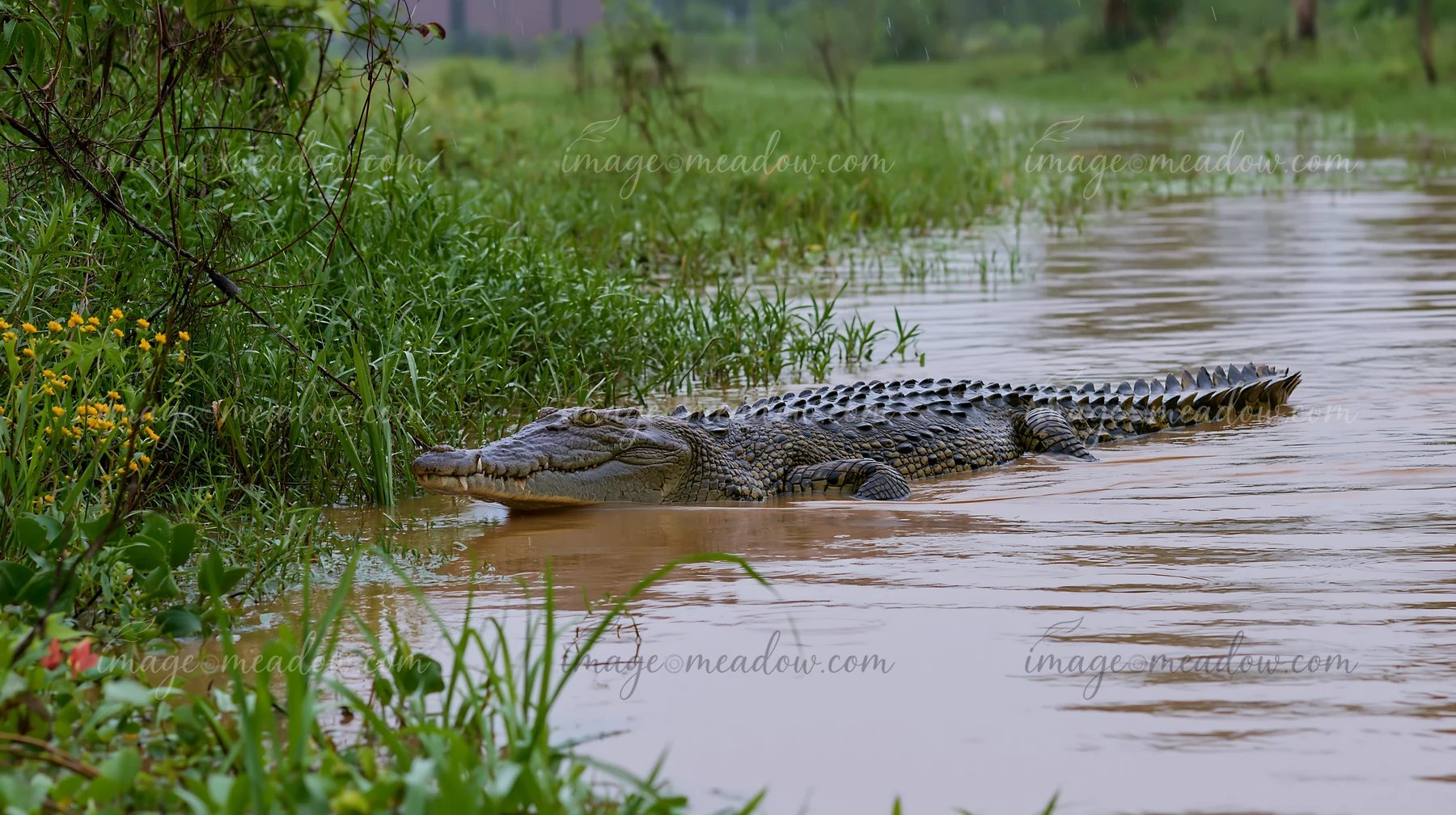A saltwater crocodile swims quietly in a wetland area of the Northern Territory, surrounded by grass and water.
