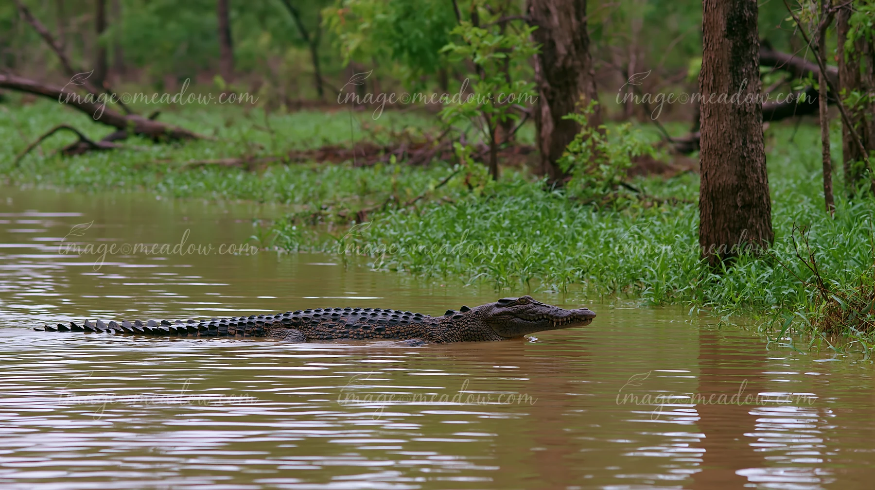 A saltwater crocodile swims through the muddy waters of a wetland in the Northern Territory.
