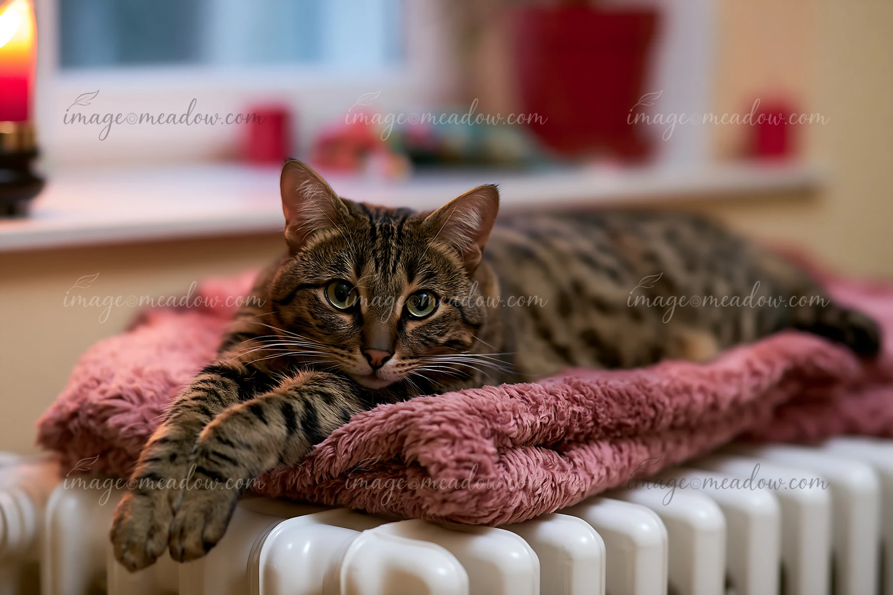A Savannah cat is lying comfortably on a soft blanket placed on a heated radiator, showcasing its distinct pattern and relaxed demeanor.