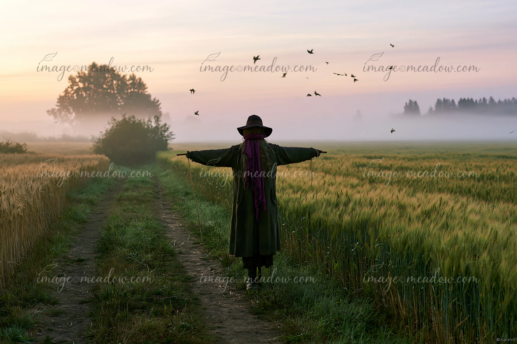 A scarecrow in a barley field stands with arms outstretched as morning light begins to shine.