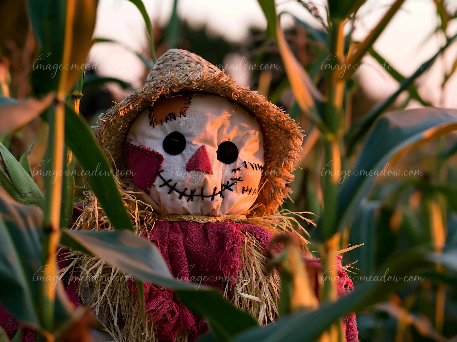 A scarecrow in a cornfield at sunrise stands among tall green stalks.
