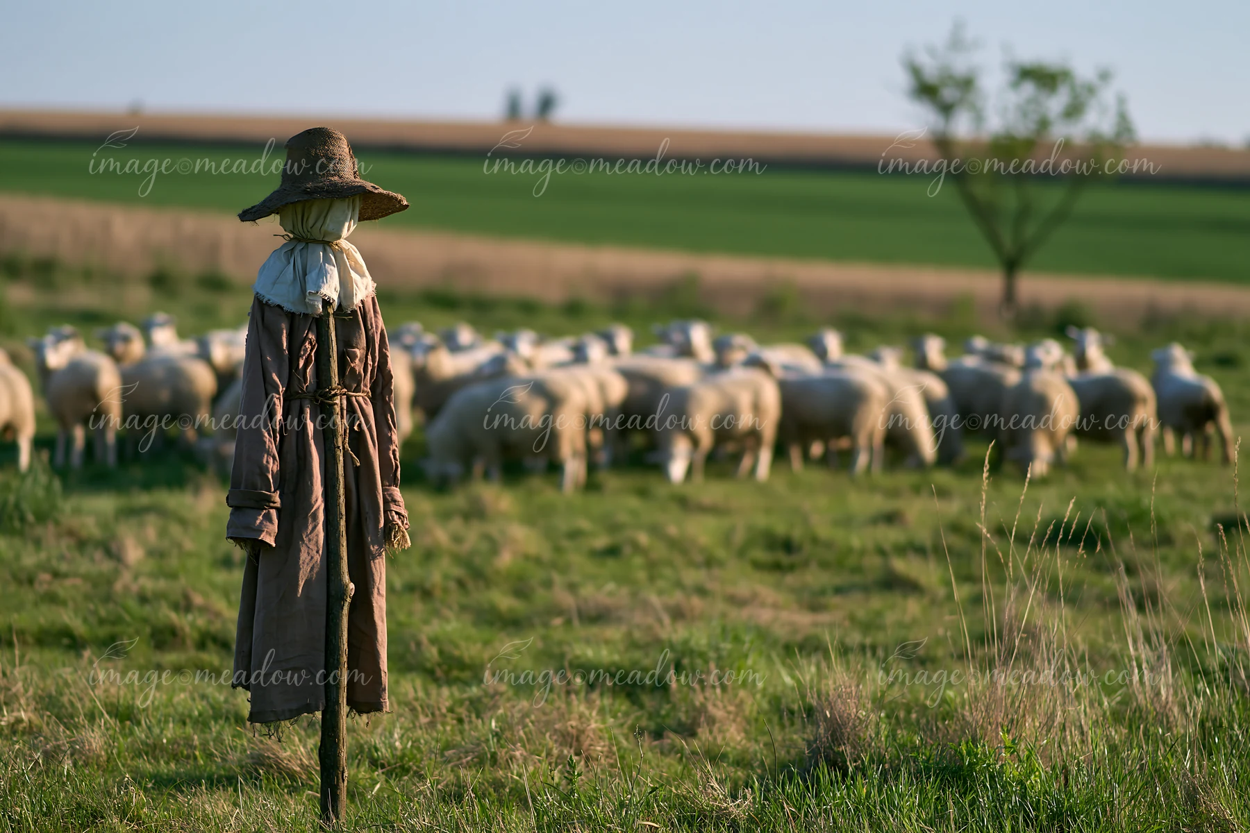 A scarecrow in a rural meadow stands guard while sheep graze in the background.
