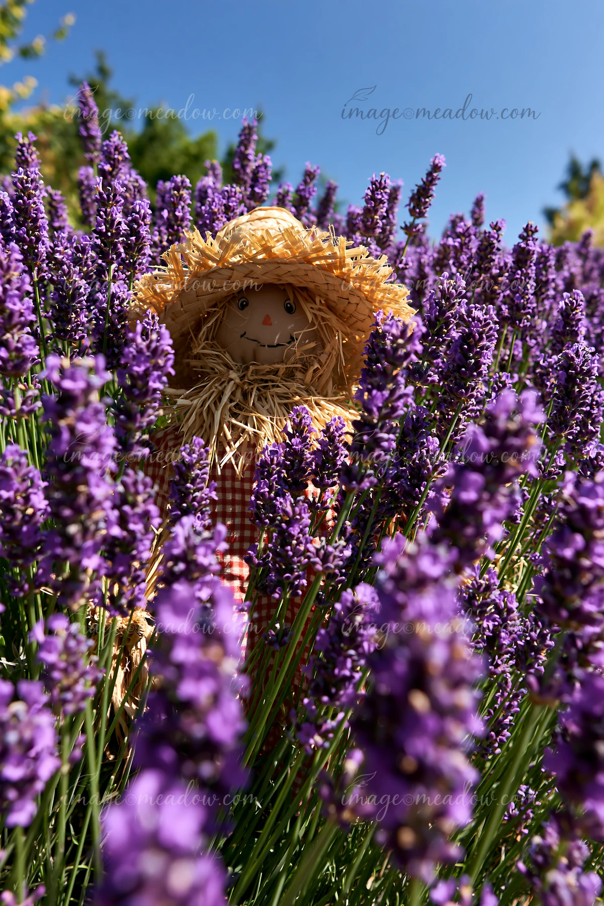 A scarecrow stands among vibrant lavender flowers under a clear blue sky.