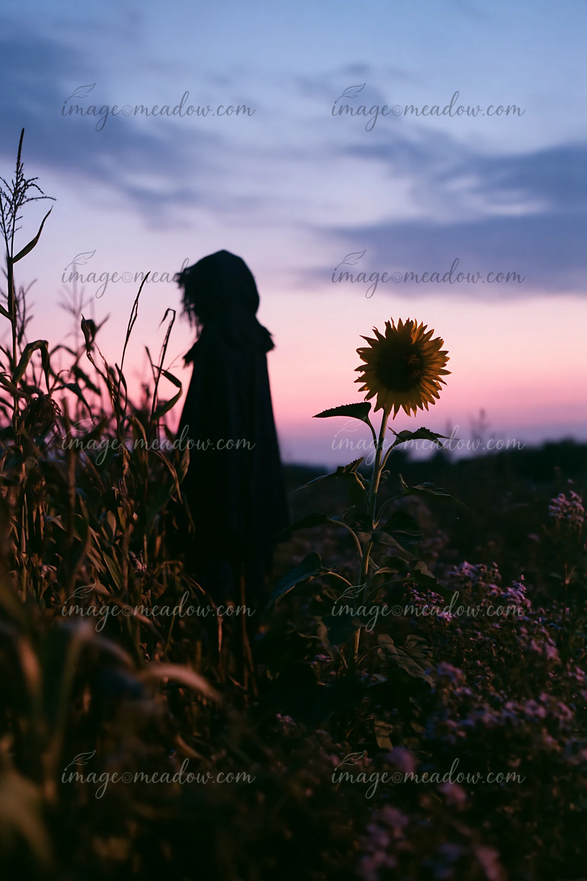 A scarecrow stands tall in a cornfield at night with a vibrant sunflower nearby.