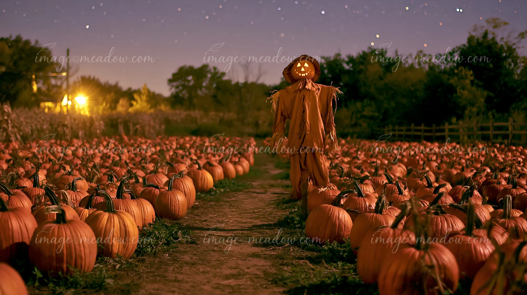 A scarecrow with stars above a pumpkin patch watches over rows of vibrant pumpkins.