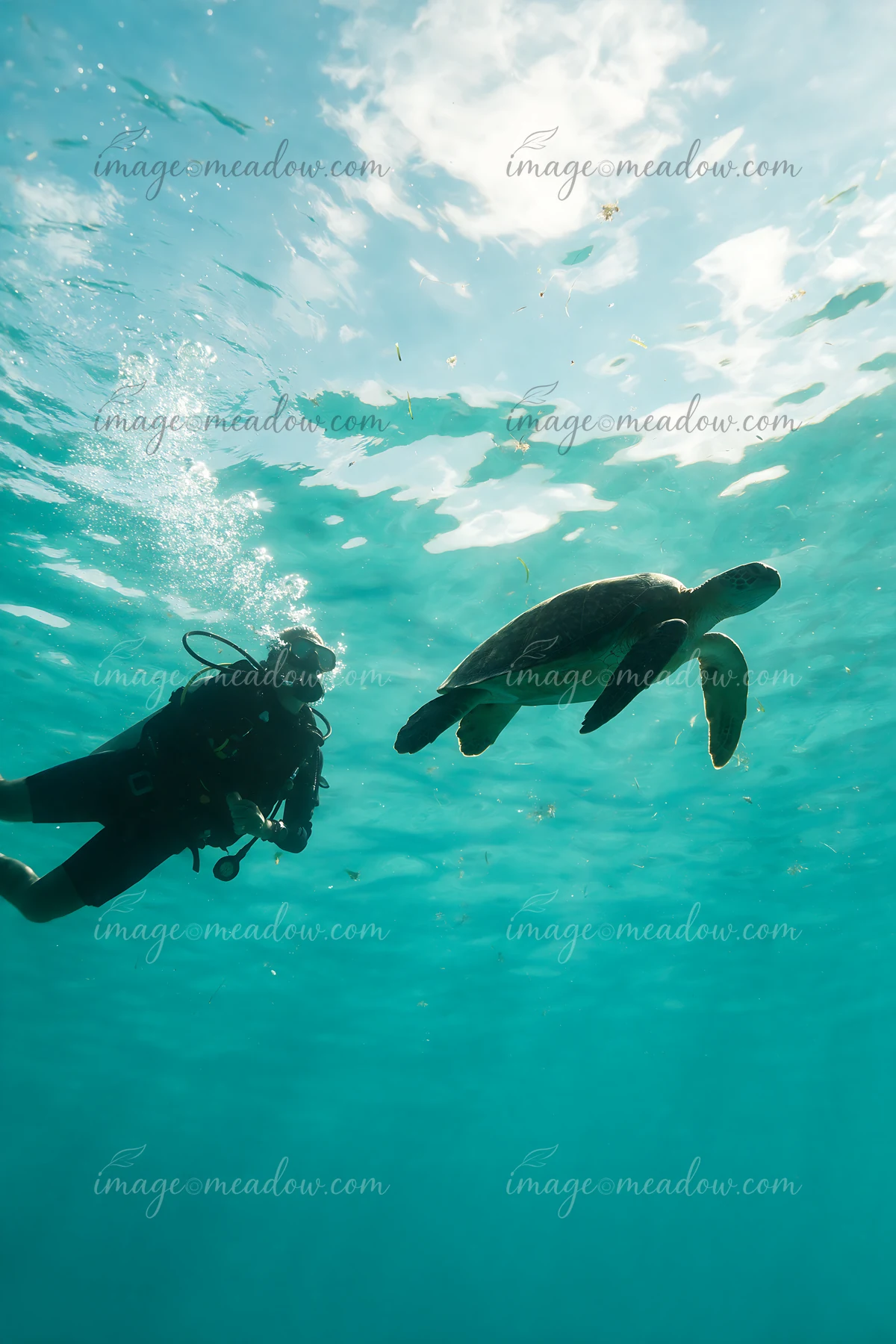 A scuba diver explores underwater as a turtle swimming beside scuba diver glides nearby.