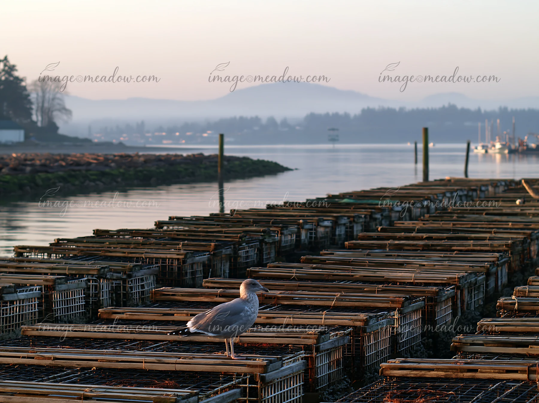 A seagull stands on top of an oyster bed structure along the coastline.