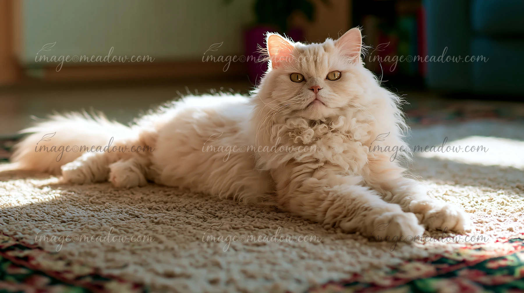 A Selkirk Rex cat lies on a textured rug in a well-lit room.