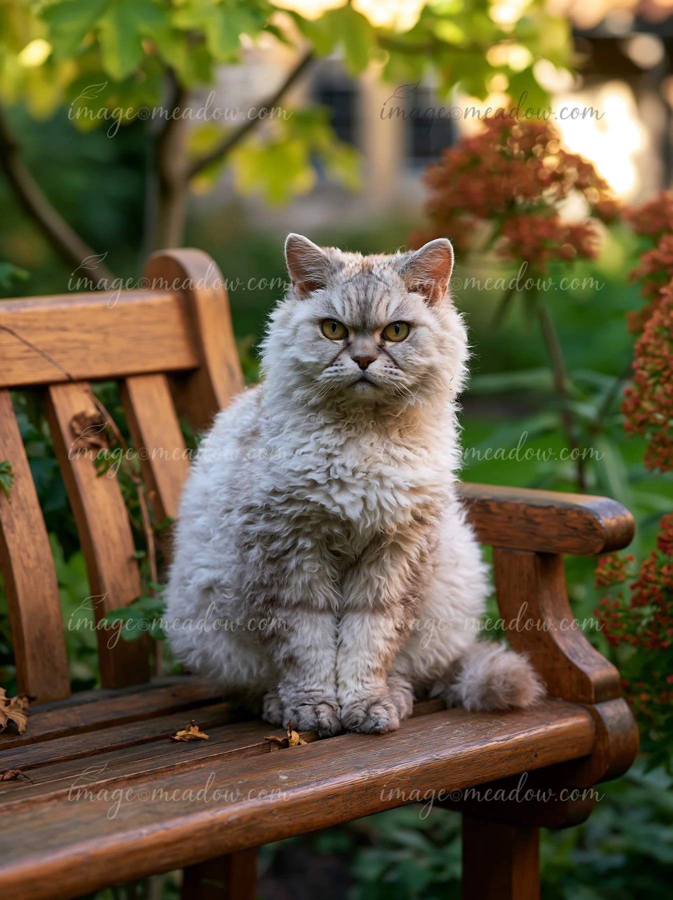 A Selkirk Rex cat poses on a wooden bench in a garden setting surrounded by greenery and flowers.
