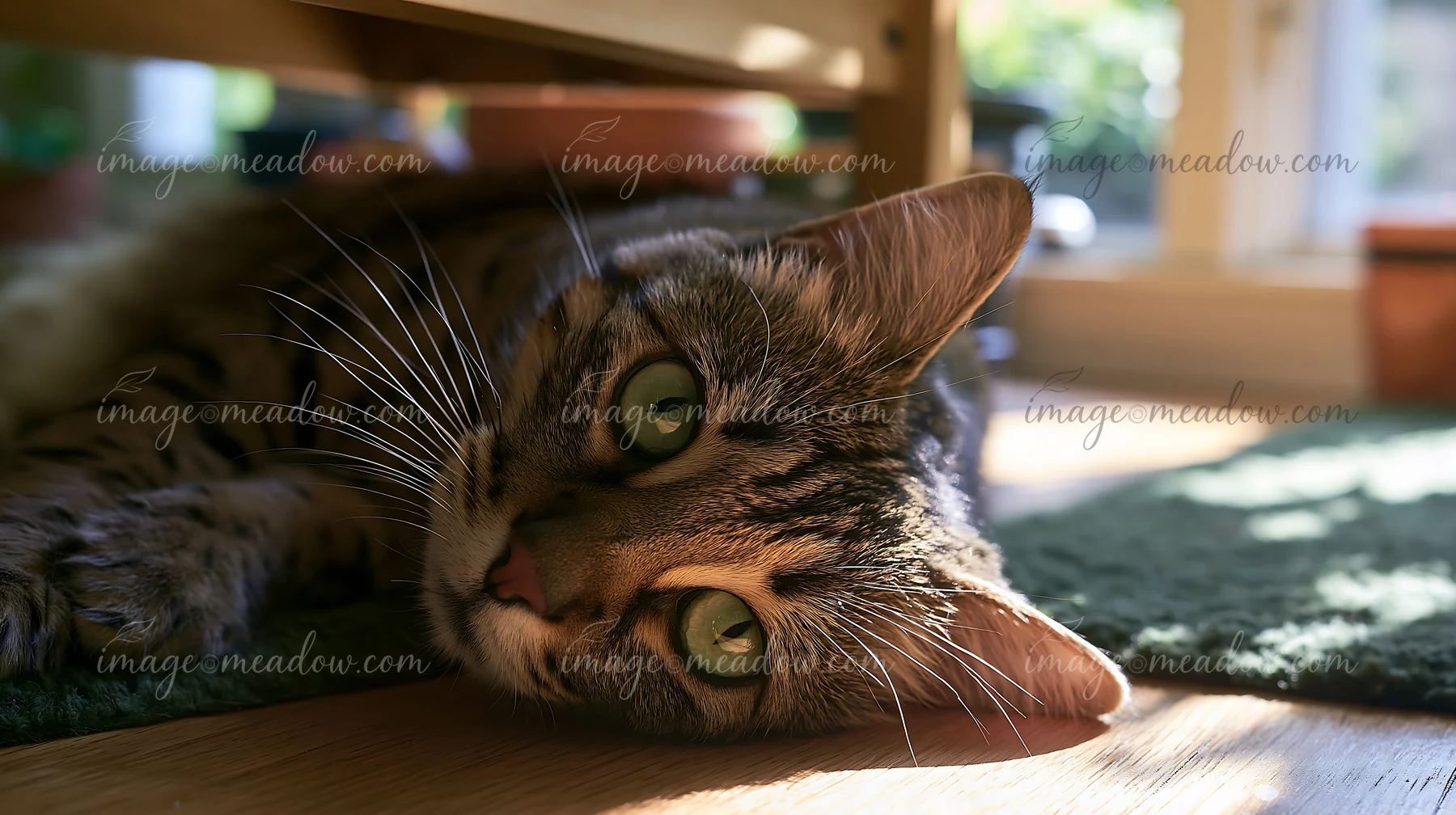 A Serengeti cat lies on a wooden floor beneath a low table, showcasing its unique coat and large eyes.