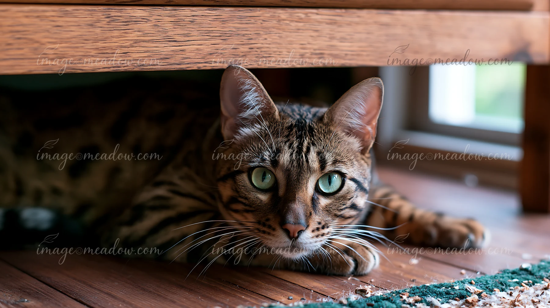 A Serengeti cat quietly rests under a piece of furniture, showing alert eyes and a relaxed posture.