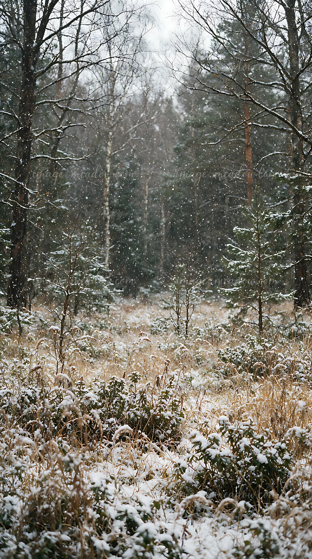 A shaded meadow in woodland clearing features grass and small bushes beneath falling snowflakes.