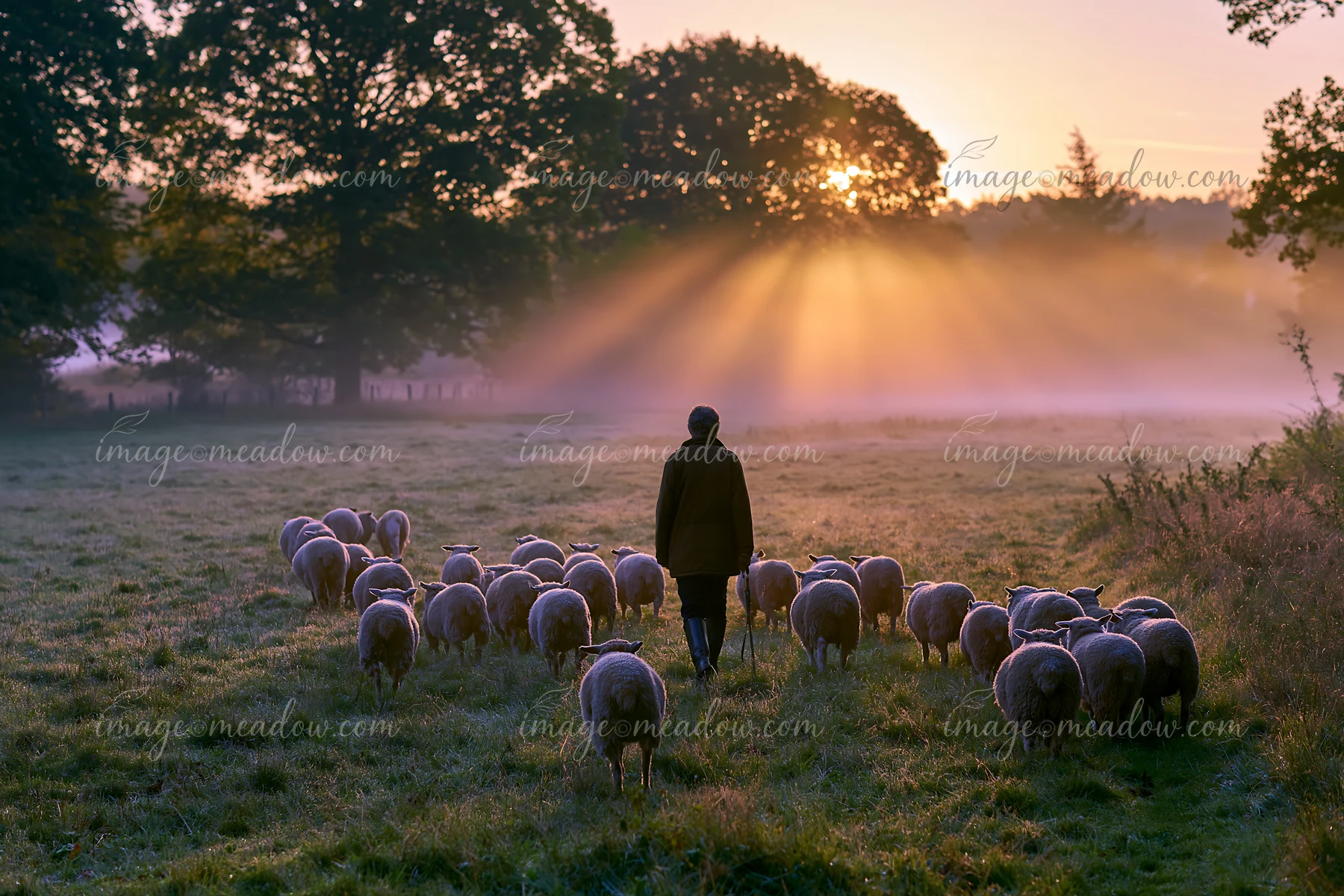 A shepherd guides a flock of sheep through a meadow as sunbeams over a misty meadow break through the trees at dawn.